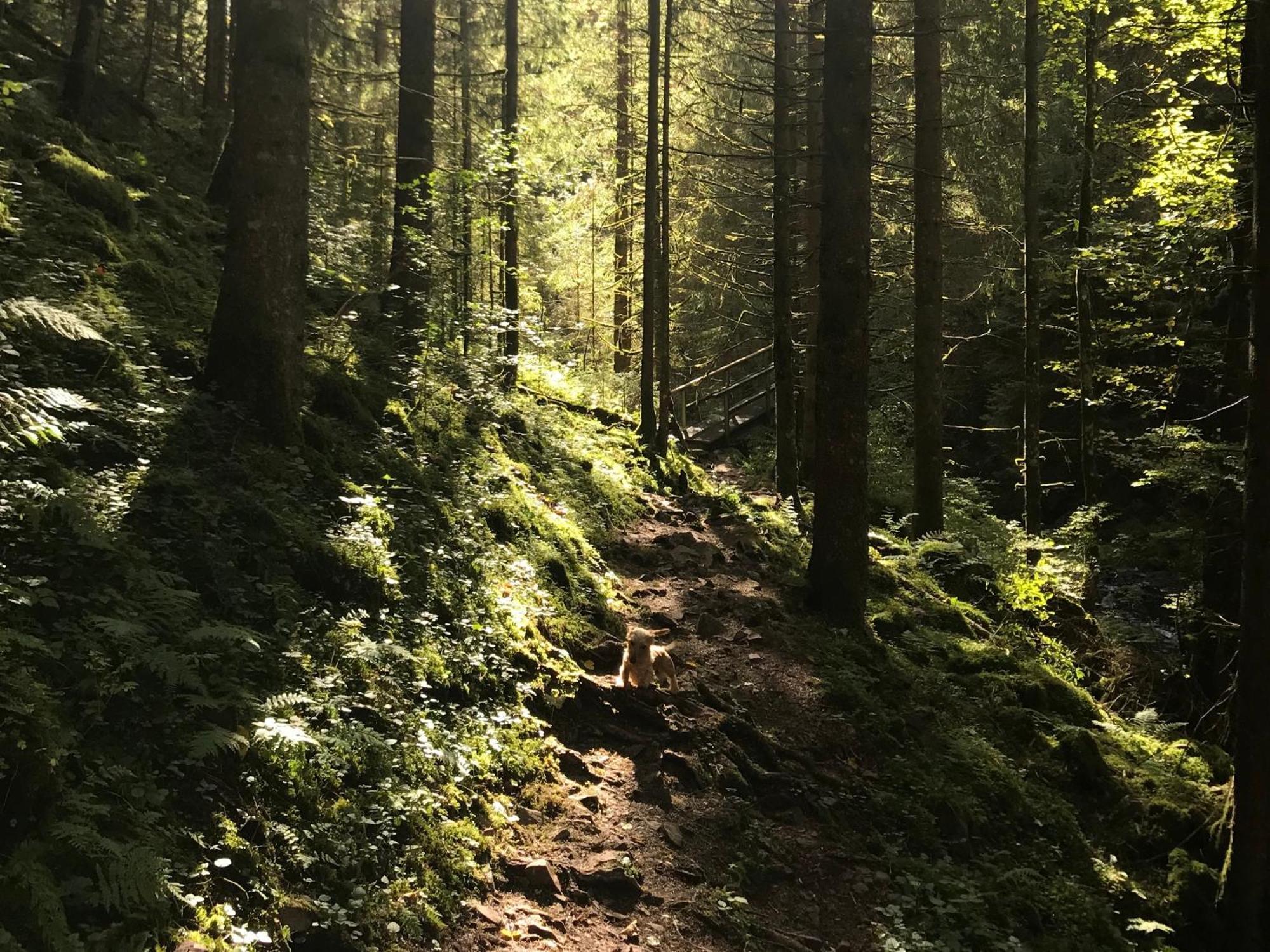 Ferienhaus Robin Titisee-Neustadt Zewnętrze zdjęcie